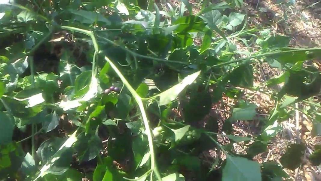 Güzelavrat otunu ıspanak sanıp yediler: Zehirlenen 11 kişi hastanelik oldu, biri yoğun bakımda! Güzelavrat otu nedir? 9