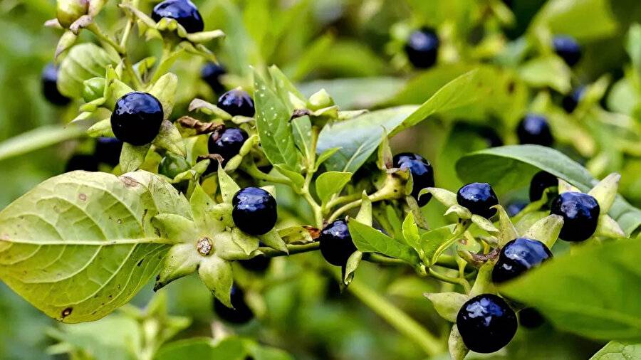 Güzelavrat otunu ıspanak sanıp yediler: Zehirlenen 11 kişi hastanelik oldu, biri yoğun bakımda! Güzelavrat otu nedir? 7
