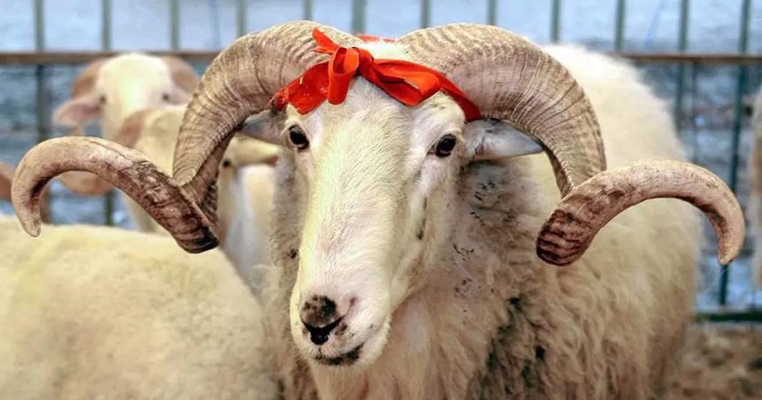 Diyanet İşleri Başkanlığı duyurdu: Vekaletle kurban kesim bedelleri belli oldu 2