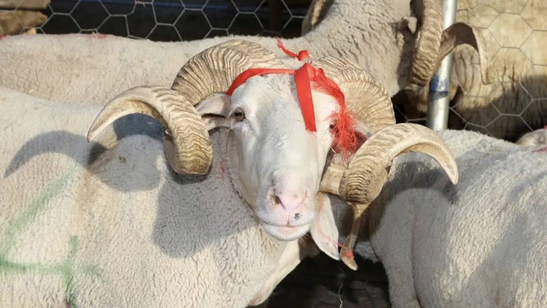 Kurban Bayramı 2026 ne zaman? Bayram tatili 9 gün olacak mı? İşte takvim... 6