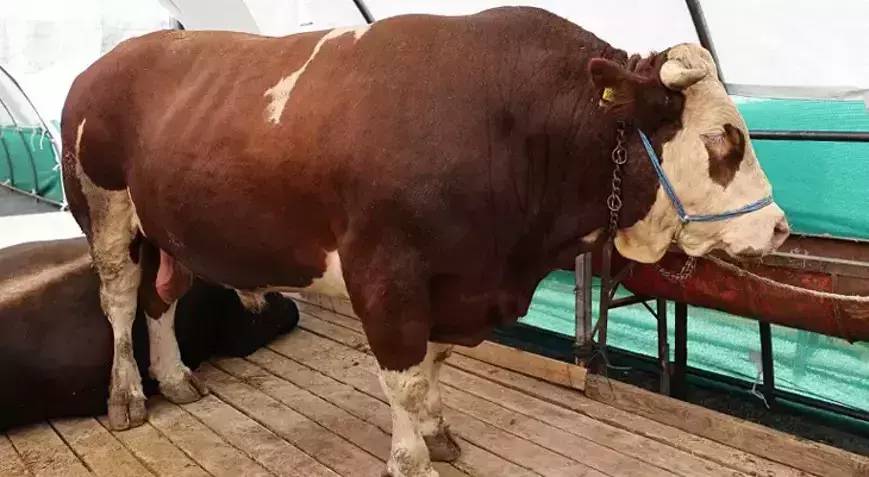 Diyanet İşleri Başkanlığı duyurdu: Vekaletle kurban kesim bedelleri belli oldu 1