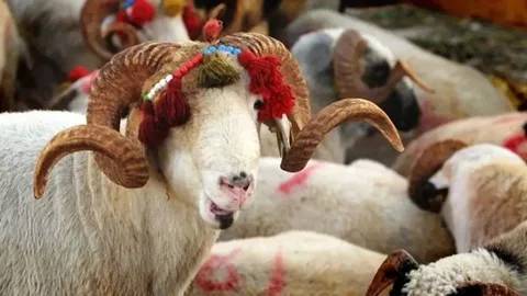 Diyanet İşleri Başkanlığı duyurdu: Vekaletle kurban kesim bedelleri belli oldu 7