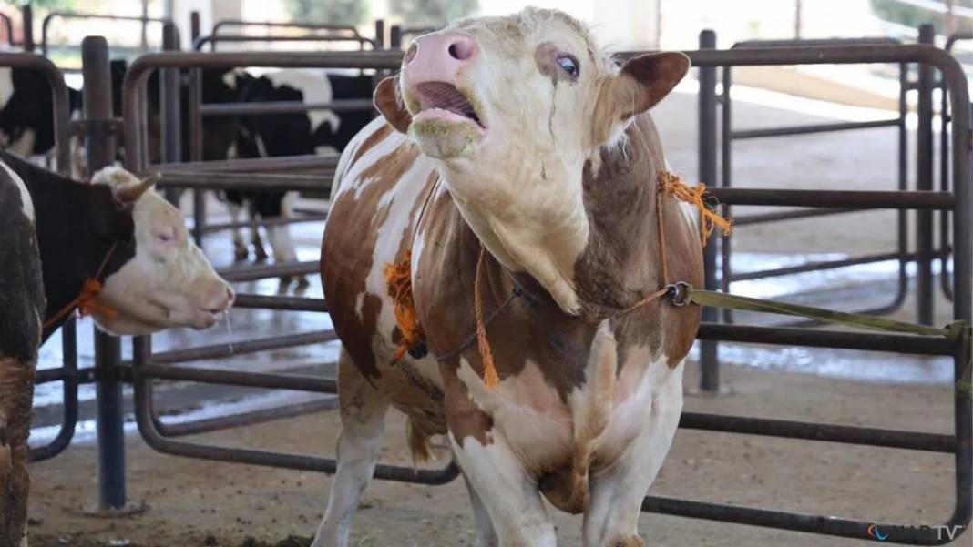 Diyanet İşleri Başkanlığı duyurdu: Vekaletle kurban kesim bedelleri belli oldu 4