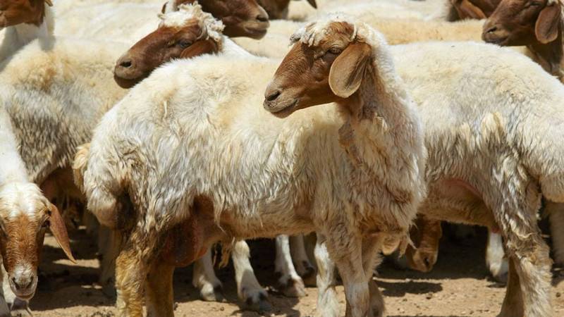 Diyanet İşleri Başkanlığı duyurdu: Vekaletle kurban kesim bedelleri belli oldu 6