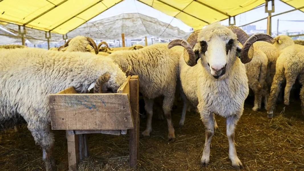 Diyanet İşleri Başkanlığı duyurdu: Vekaletle kurban kesim bedelleri belli oldu 5