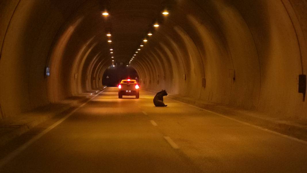 Tünelde ayı paniği: Otomobilin çarptığı yaralı ayı ortalığı birbirine kattı! 6