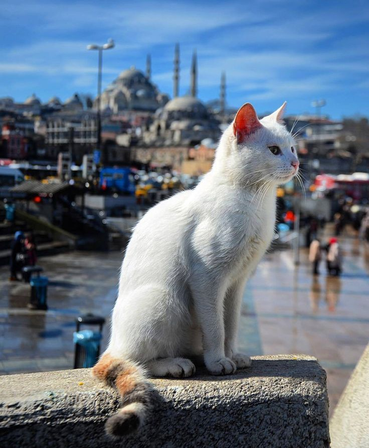 Kedi besleyenler dikkat: Koronavirüs kedileri hedef alıyor 2