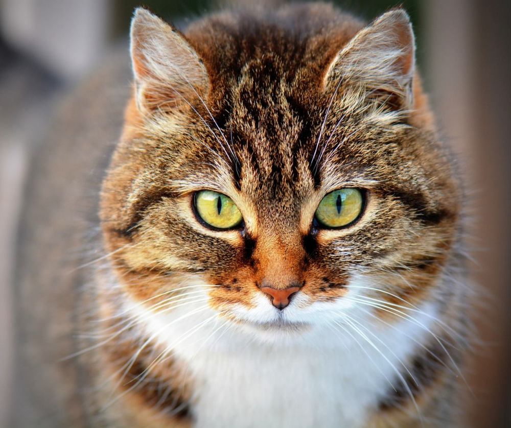 Kedi besleyenler dikkat: Koronavirüs kedileri hedef alıyor 3