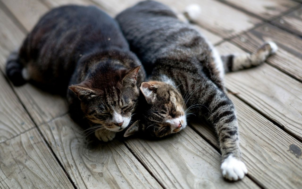 Kedi besleyenler dikkat: Koronavirüs kedileri hedef alıyor 4