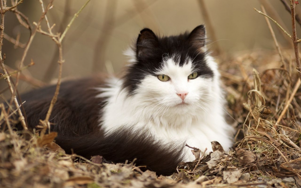 Kedi besleyenler dikkat: Koronavirüs kedileri hedef alıyor 7