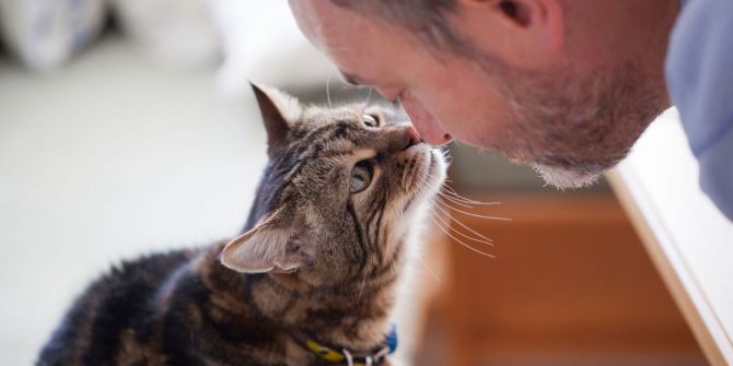 Kedi besleyenler dikkat: Koronavirüs kedileri hedef alıyor