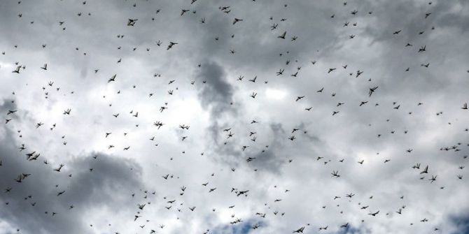 Çekirge istilası yolda.. Öncekilerin 20 katı