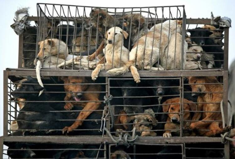 Koronavirüsü insanlara köpekler mi bulaştırdı ? 3