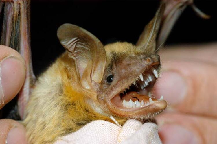 Koronavirüsü insanlara köpekler mi bulaştırdı ? 7