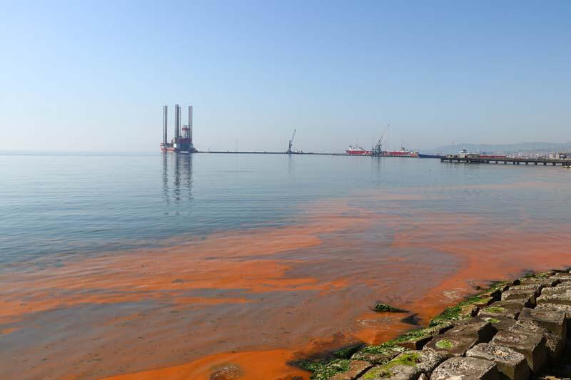 Marmara Denizi planktonların çoğalmasıyla turuncuya boyandı 2