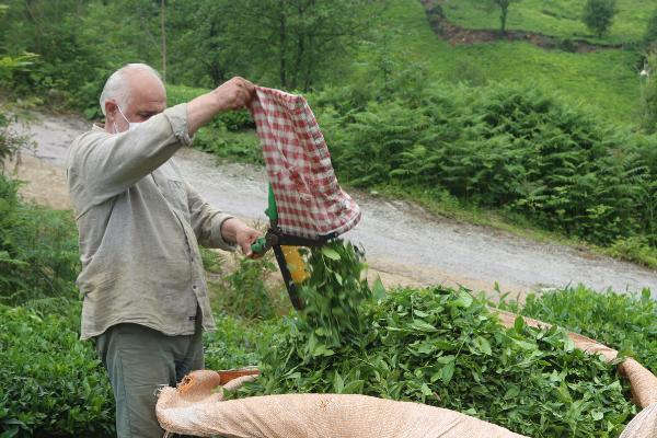 Çay tarımında hasat dönemi bugün başladı 13