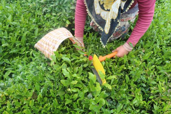 Çay tarımında hasat dönemi bugün başladı 15