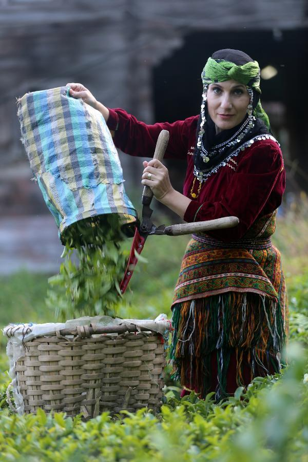 Çay tarımında hasat dönemi bugün başladı 3