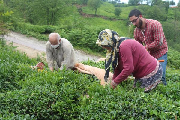 Çay tarımında hasat dönemi bugün başladı 5