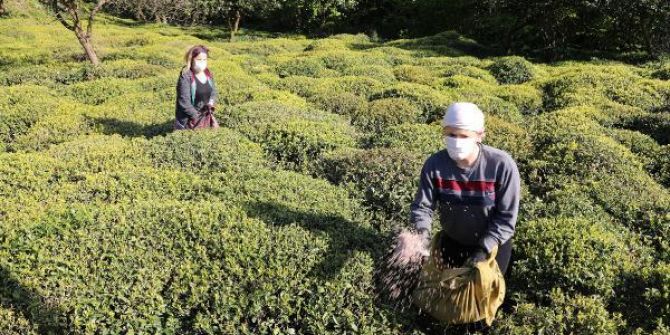 Çay tarımında hasat dönemi bugün başladı