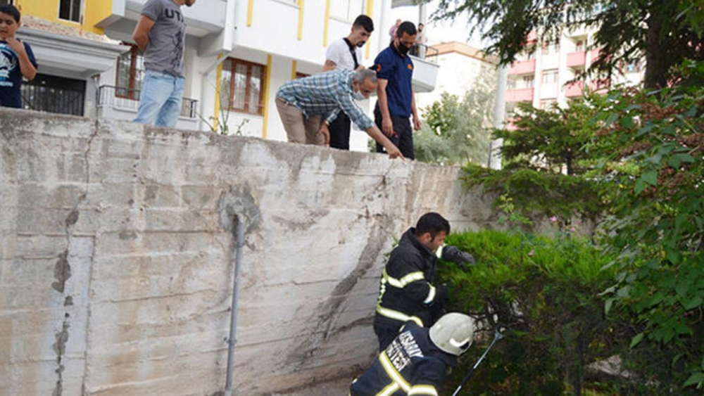 Artık her yerdeler! 3 ilde daha yılan paniği 13