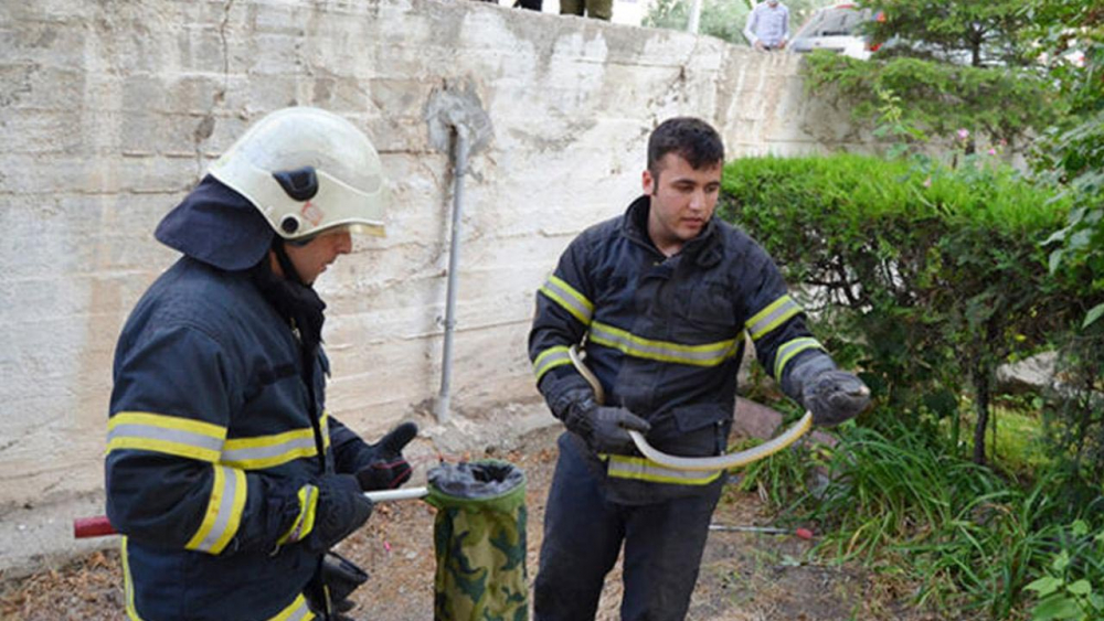 Artık her yerdeler! 3 ilde daha yılan paniği 15