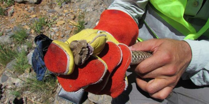 Tunceli'de ilk kez görüldü! Müdahale edilmezse 1 saatte öldürüyor