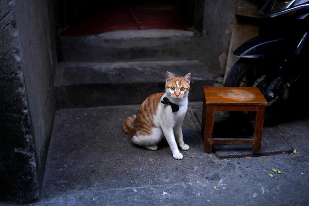 Çin'de rezalet bitmiyor! 700 kedi restoranlarda satılacaktı 2