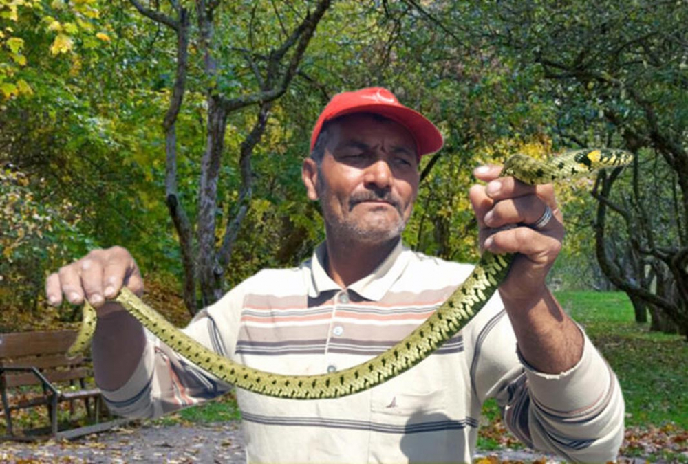 Bu uyarılara dikkat! Zehirli yılanlar gece çıkıyor, sahillerde ayakkabı giyin 1