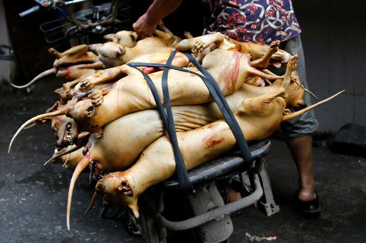 Çin'de köpek eti festivali başladı! Görüntüler kan dondurdu! 1