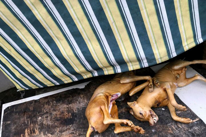 Çin'de köpek eti festivali başladı! Görüntüler kan dondurdu! 10