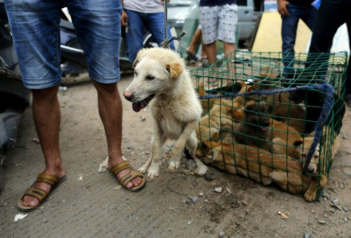 Çin'de köpek eti festivali başladı! Görüntüler kan dondurdu! 3