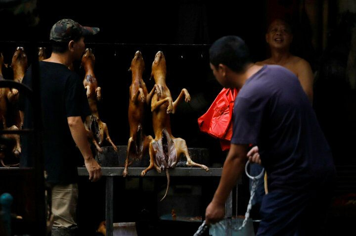 Çin'de köpek eti festivali başladı! Görüntüler kan dondurdu! 4