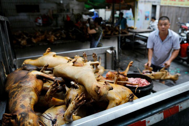 Çin'de köpek eti festivali başladı! Görüntüler kan dondurdu! 6