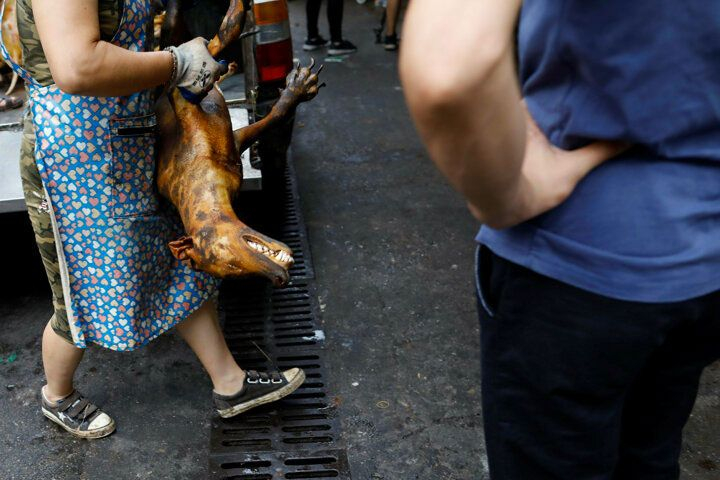 Çin'de köpek eti festivali başladı! Görüntüler kan dondurdu! 8