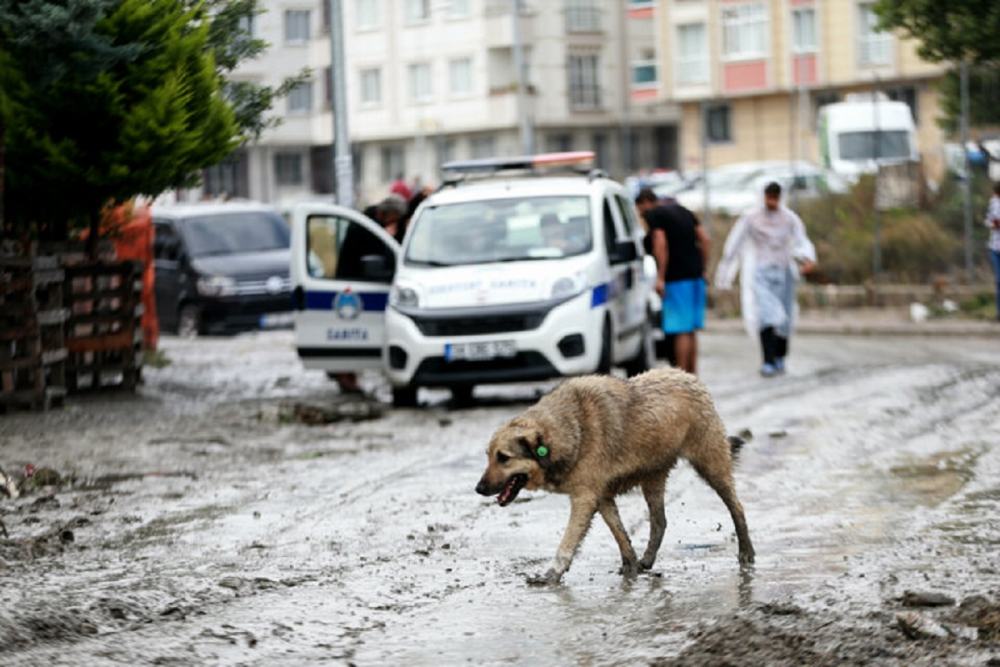 İstanbul Valiliği paylaştı! İşte ilçe ilçe selden zarar görme raporu... 4