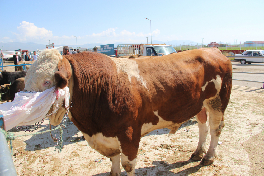 Kurban alırken dikkat edilmesi gerekenler 1