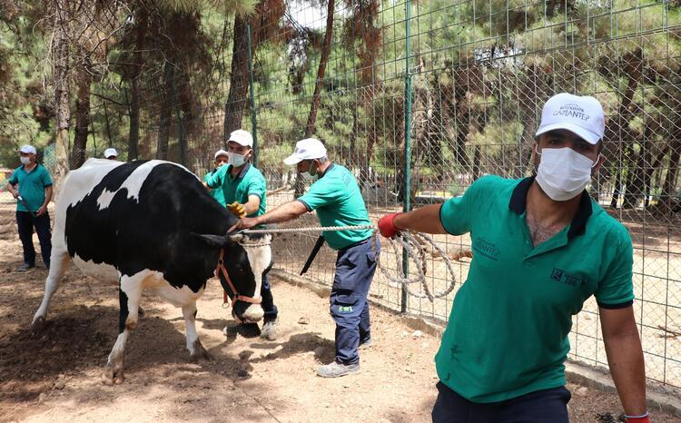 Sağlık Bakanlığı, Kurban Bayramı için uyardı! Bunlara dikkat... 12