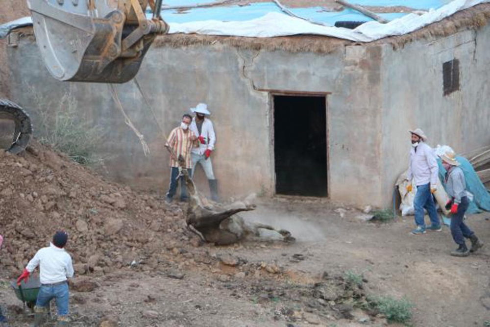 Hakkari'de onlarca hayvan ahırda havasızlıktan telef oldu 8