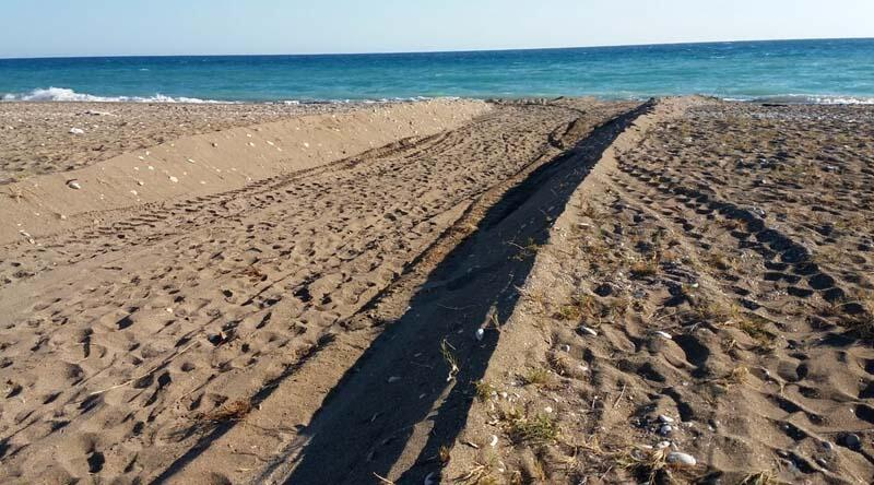 Antalya'da iş makinesi kaplumbağa yuvalarını dağıttı 7