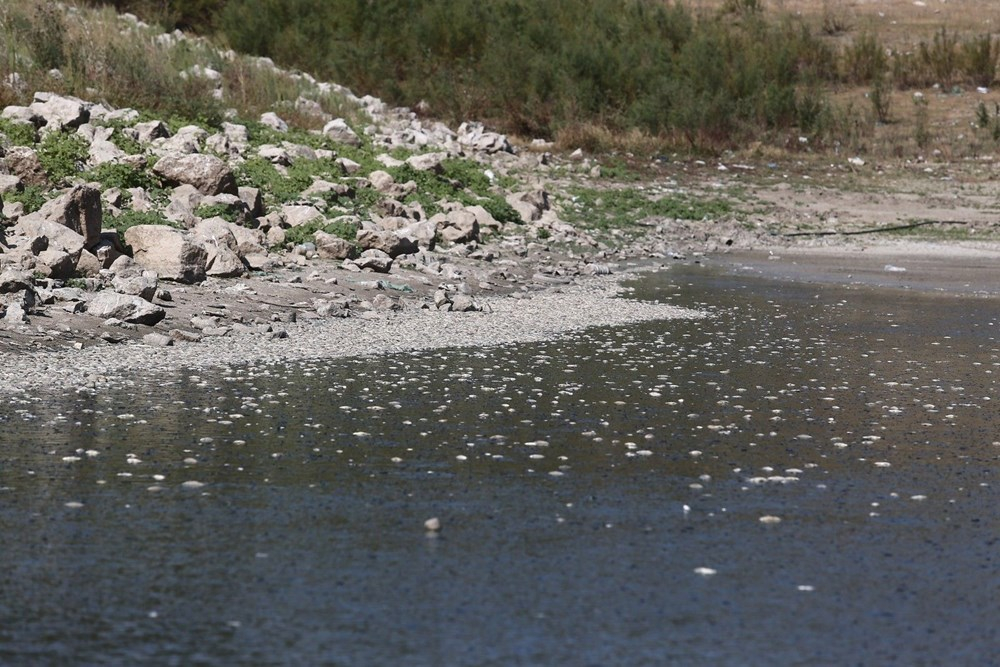 Mudanya'da binlerce balık kıyıya vurdu 8