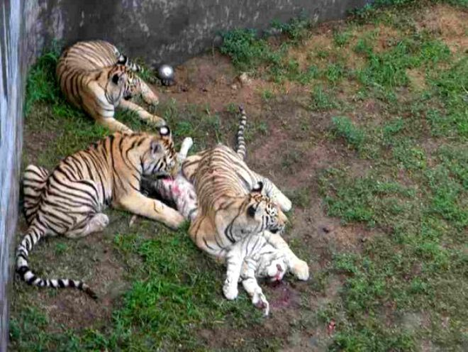 3 Sibirya kaplanı, yavru Bengal kaplanını yedi 5