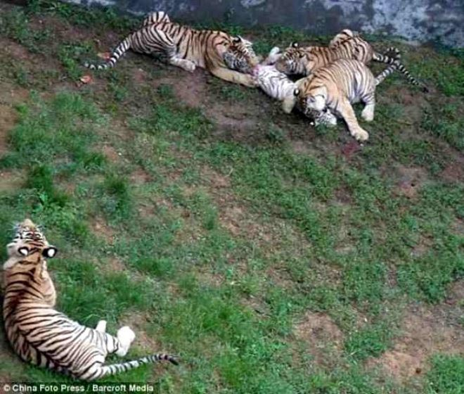 3 Sibirya kaplanı, yavru Bengal kaplanını yedi 7