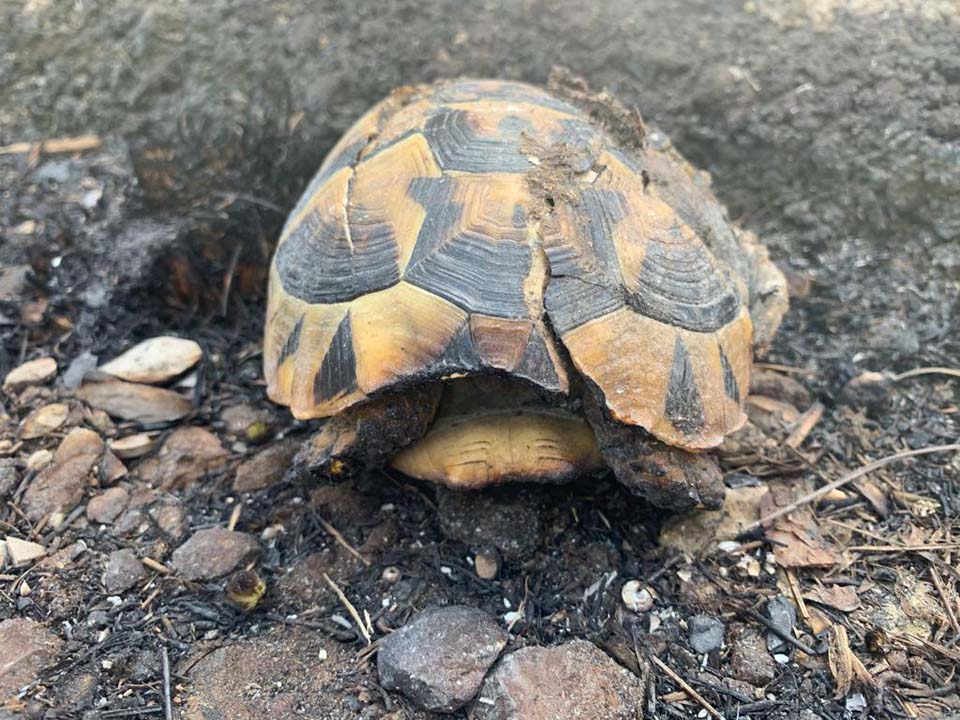 Hatay'da ciğerimiz yanıyor! Çok acı görüntüler... 19