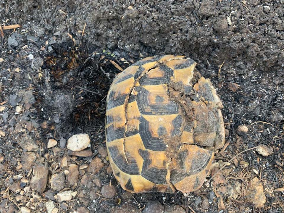Hatay'da ciğerimiz yanıyor! Çok acı görüntüler... 24