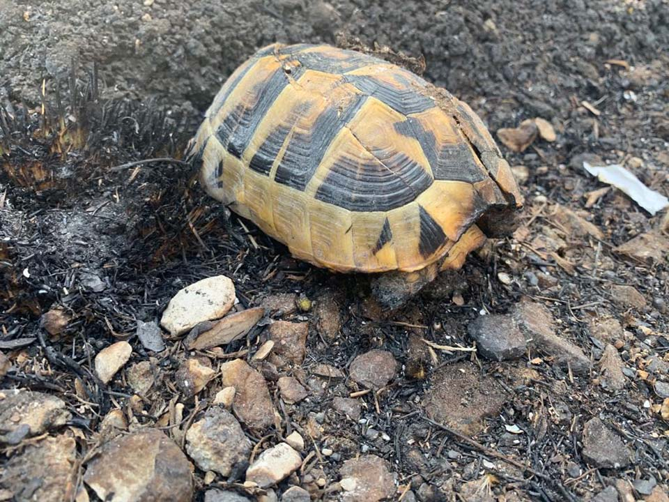 Hatay'da ciğerimiz yanıyor! Çok acı görüntüler... 8
