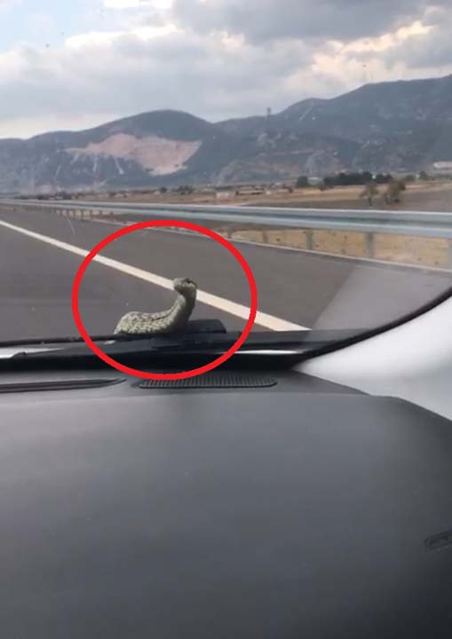 Şok eden anlar! Aracıyla seyir halindeyken kaputtan yılan çıktı 3