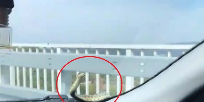Şok eden anlar! Aracıyla seyir halindeyken kaputtan yılan çıktı