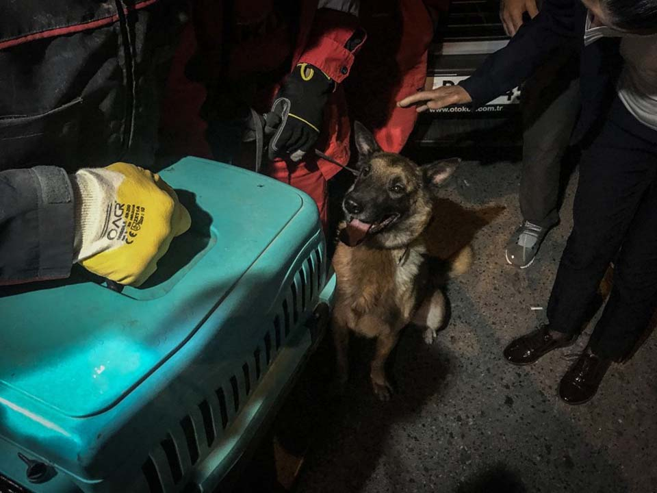 İzmir enkazından kediyi  K-9 köpeği kurtardı 2