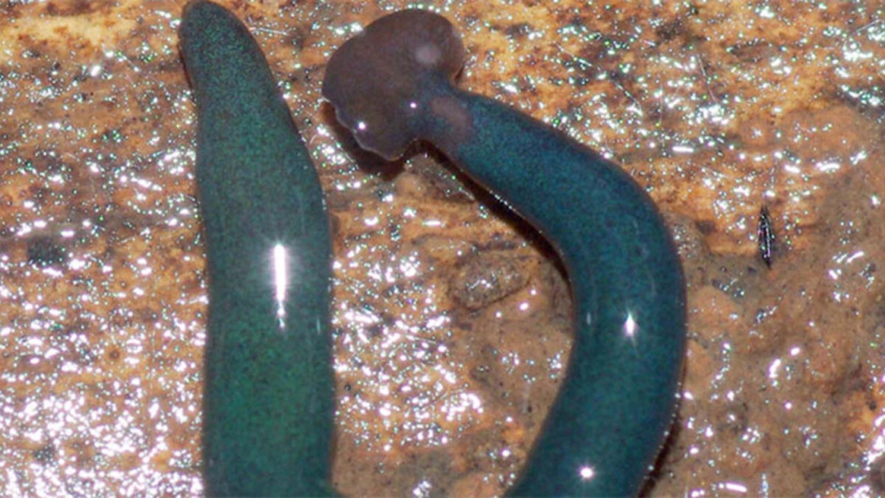 ABD'den  vücudunu yenileyen "ölümsüz yılan" uyarısı 1